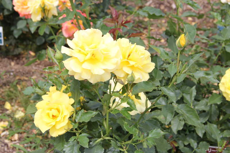 可憐に咲く薔薇の花