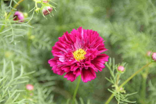 移り変わる四季の花