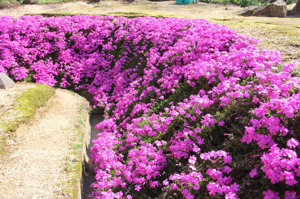 芝桜