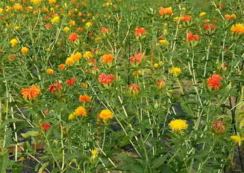綺麗な花、紅花栽培です。